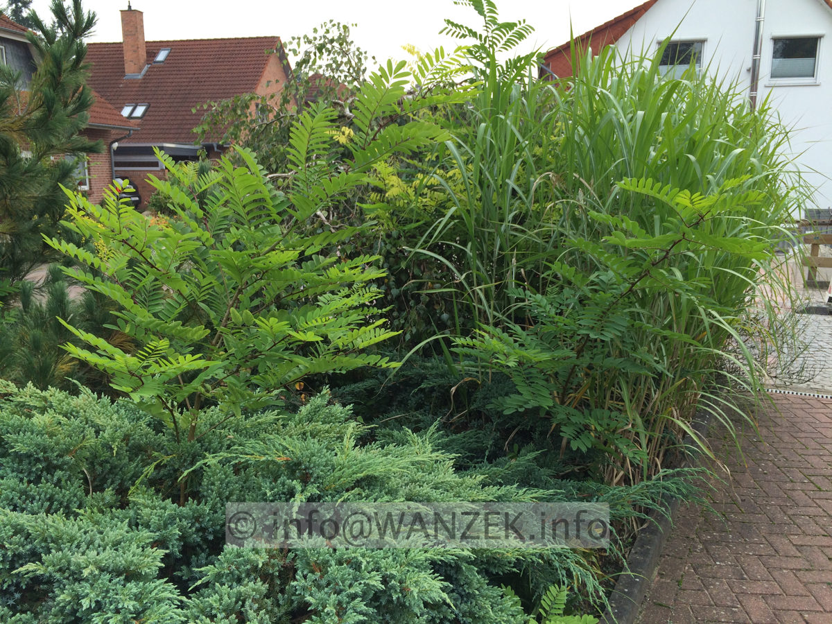 Akazie macht Wurzelbrut nach der Faellung 02.JPG